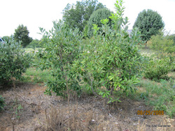 Magnolia virginiana — photo 3